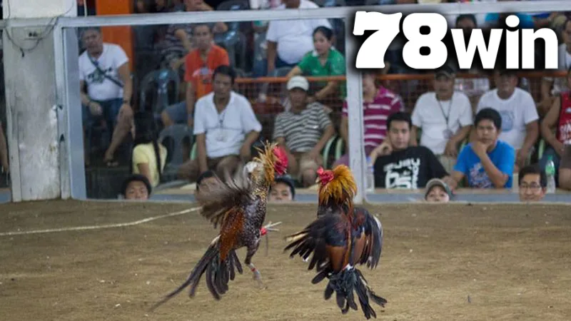Đá Gà 78WIN – Đấu Trường Kê Chiến Trực Tuyến Đỉnh Cao 2025